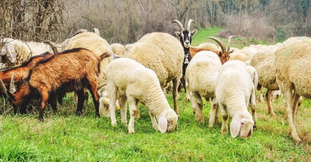 Alarm për blegtorinë në Kosovë: Konfirmohen raste të lisë së dhenve dhe dhive në katër komuna