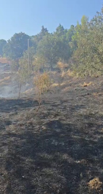 Zjarr në Mallakastër, flakët shkrumbojnë ullishtet dhe pemëtarinë në fshatin Cfir