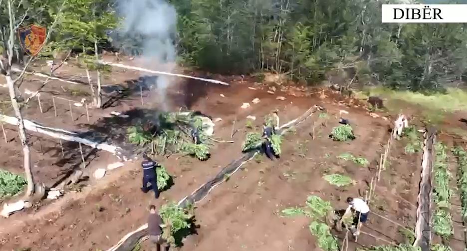 Aksion antidrogë/ Kultivonin kanabis, arrestohen dy persona. Asgjësohen parcelat në Dibër (VIDEO)