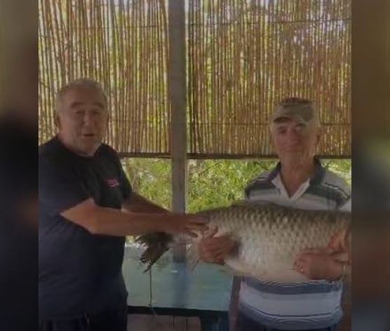 Kapet krapi gjigant me peshë 21.5 kilogramë, në ujërat e lumit Vjosa/ Peshkatari Petrit Troka: Rast i rrallë