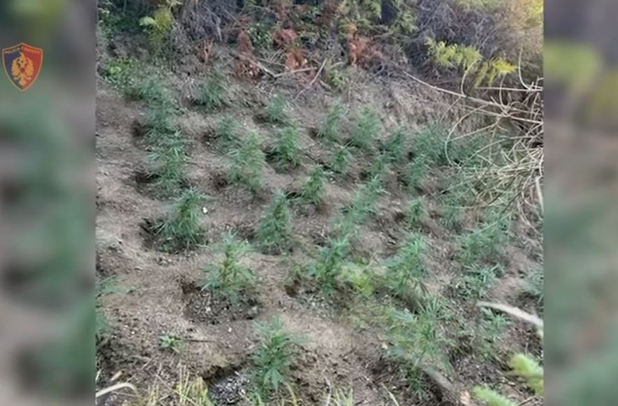 Mallakastër, kultivoi 80 bimë kanabisi në tokë shtetërore, arrestohet 41-vjeçari
